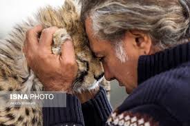  برای یوز ایرانی و احتمال انقراضش